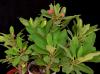 Euphorbia milii var. splendens 1.JPG